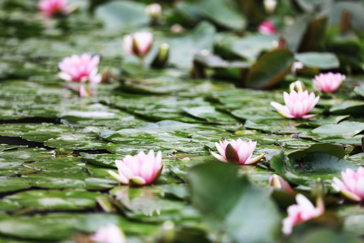 貴州省黔西市委黨校內，池塘里的蓮花次第綻放，成為校園特色景觀。