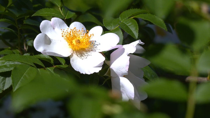 金刺梨花開。