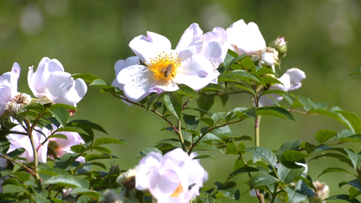 金刺梨花開。