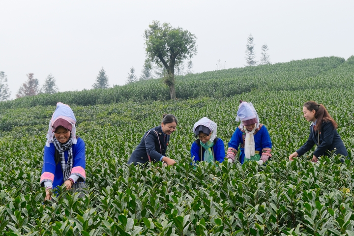 村民采茶忙。 黔西南州稅務局供圖.jpg