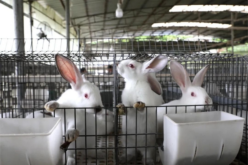 兔子養殖場。