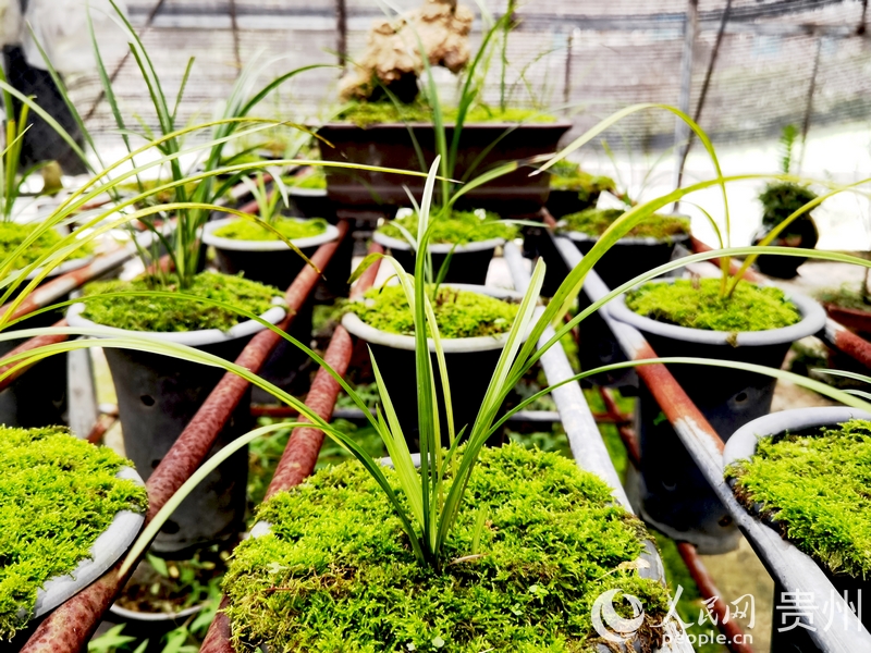 楊華飛與妻子陳友靜精心侍弄的蘭花。人民網記者 王秀芳攝.jpg