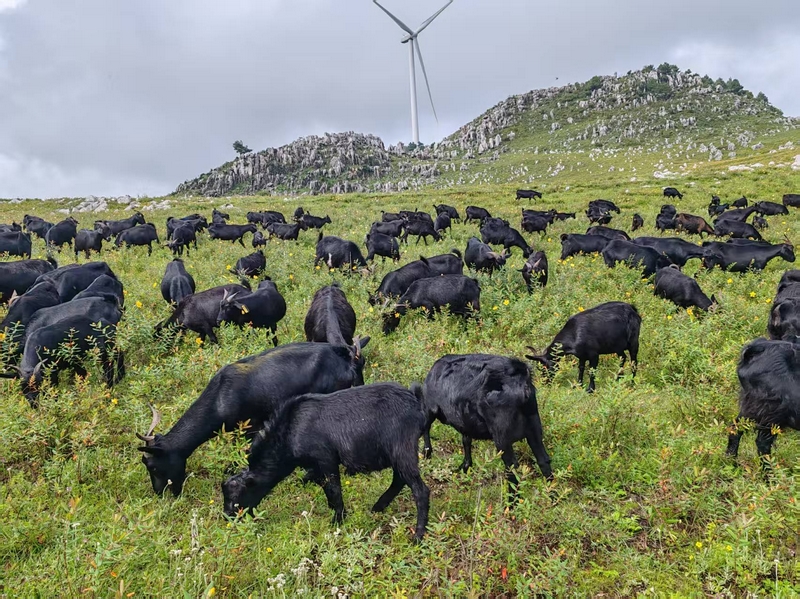 管彥坤養殖的黑山羊。
