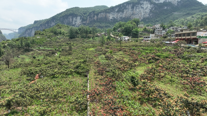 長順縣山口村枇杷種植基地。