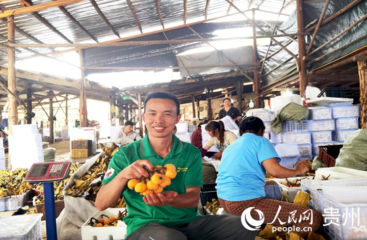 蒙會棋手里，黃橙橙的果實色澤誘人。人民網記者 王秀芳攝