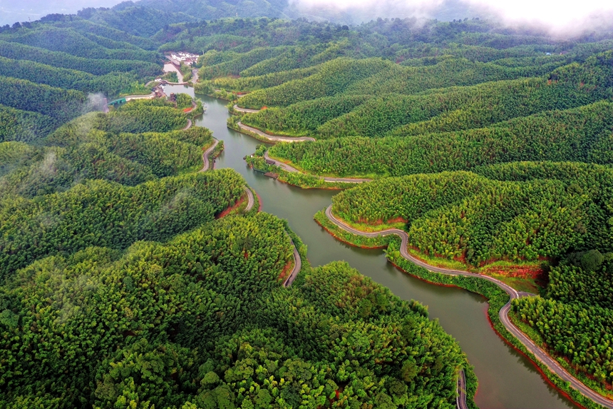 赤水竹海國家森林公園。王懷茂攝