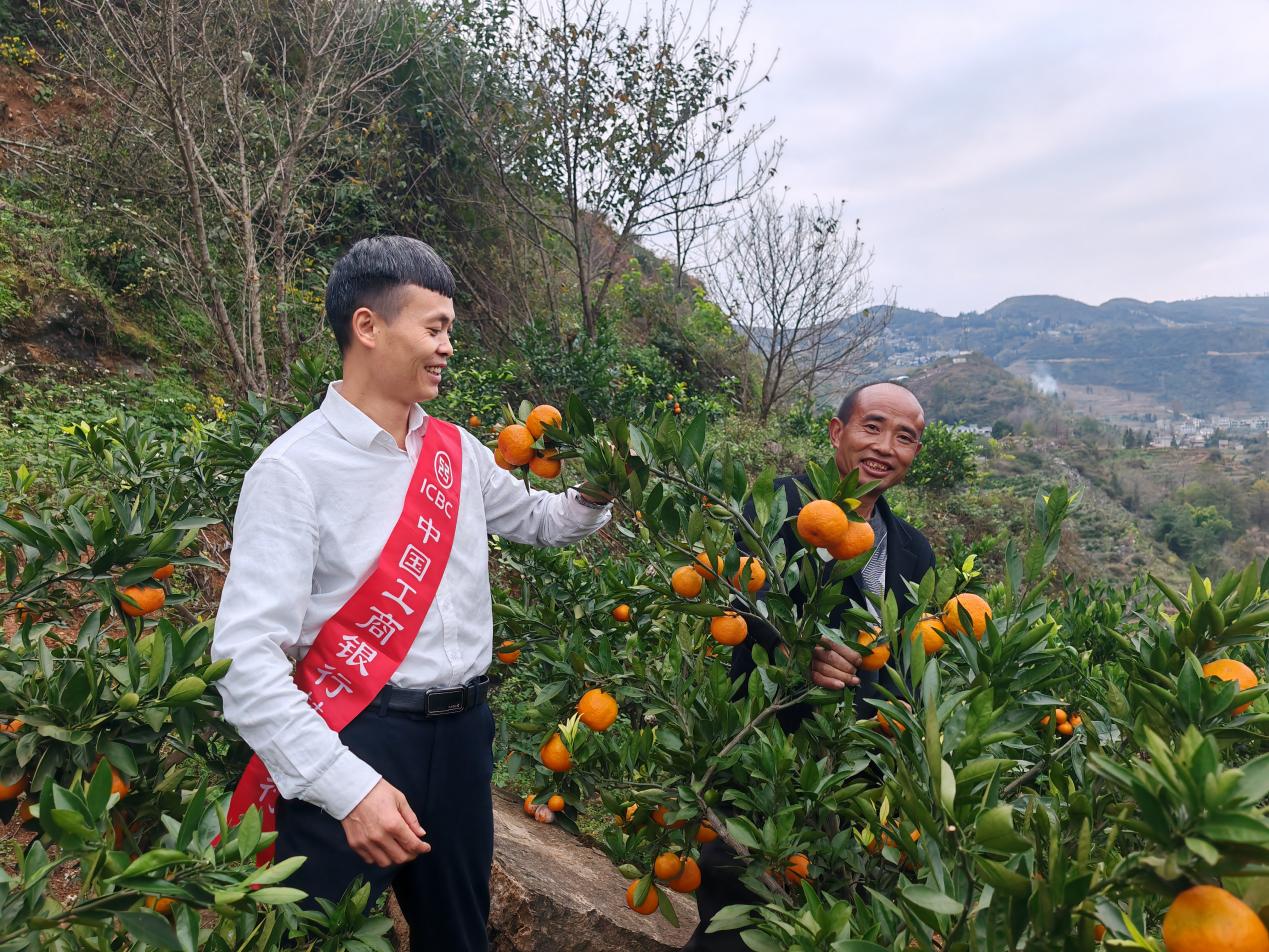工行畢節分行普惠專員向果農宣傳工行普惠產品。