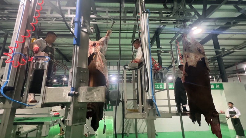 自動化屠宰線和無菌分割車間。