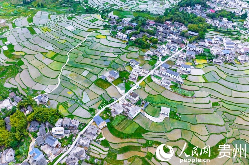 航拍貴陽市花溪區高坡苗族鄉梯田。人民網記者 涂敏攝