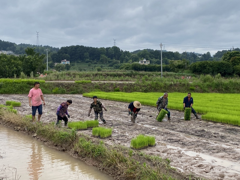 在育秧田里，農民們將長勢喜人的秧苗移出并整理。