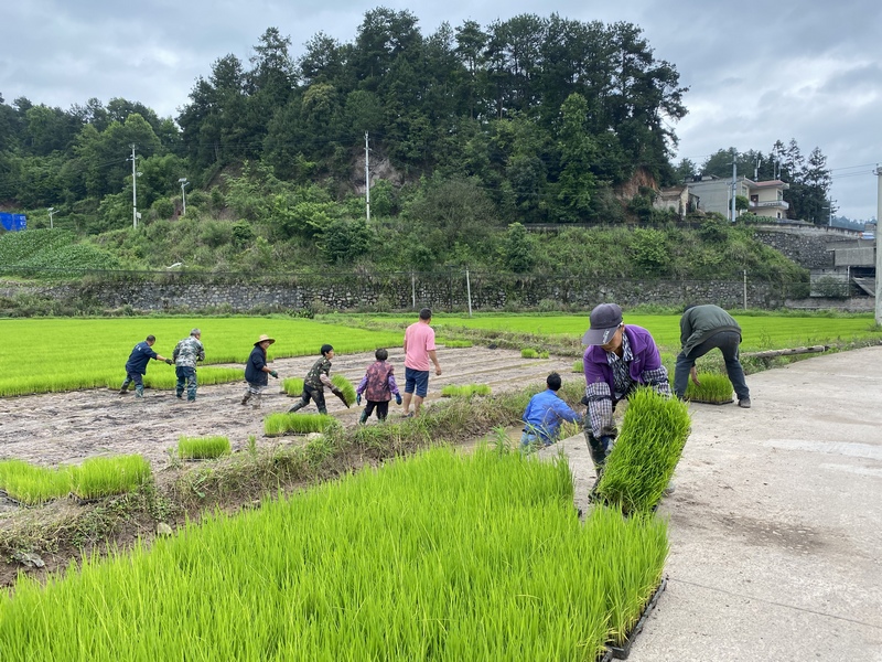 在育秧田里，農民們將長勢喜人的秧苗移出并整理。
