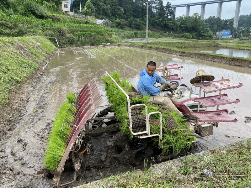 插秧機將一株株嫩綠的秧苗精準、整齊地“摁”進泥土里。