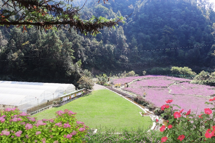 苗疆蜂業蜜蜂養殖基地。