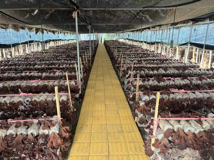 黃背木耳產業蓬勃發展。