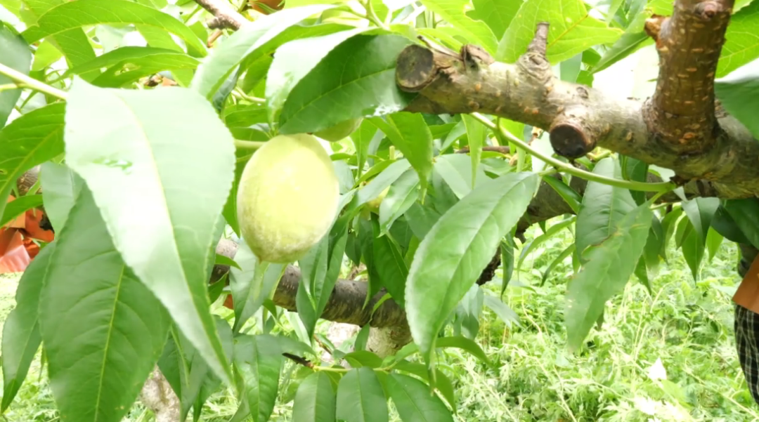 寧谷鎮黃桃。