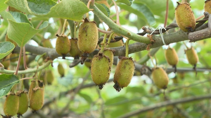 普定縣馬官鎮金荷村種植的獼猴桃。.jpg