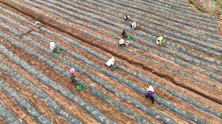 村民在治理后的土地里農作。陸勁松 攝.jpg