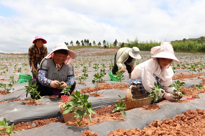村民進行田間管理。陸勁松 攝.jpg