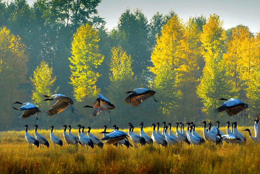 威寧草海。貴州省林業局供圖
