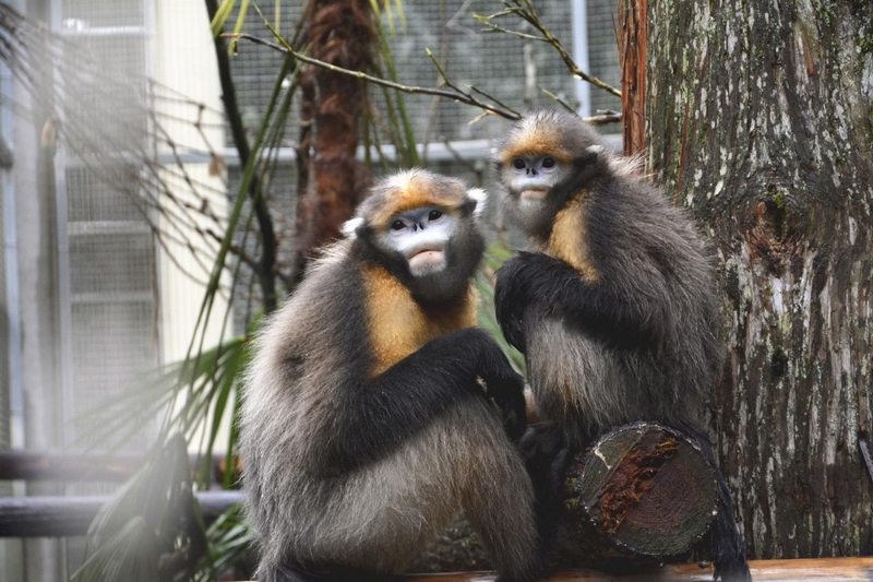 黔金絲猴。申逸愷攝