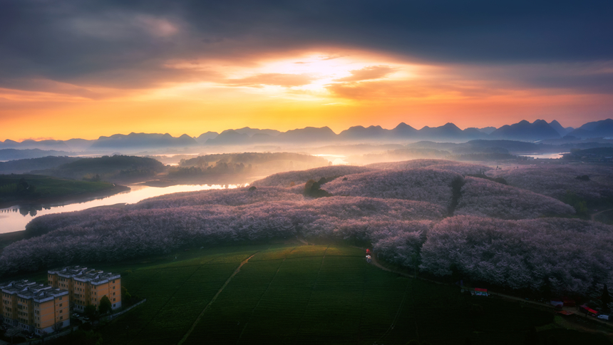 萬畝櫻花園。朱文魚攝
