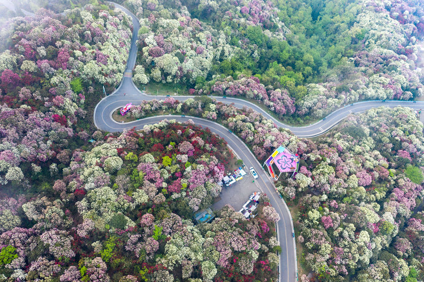 百里杜鵑景區。貴州省林業局供圖