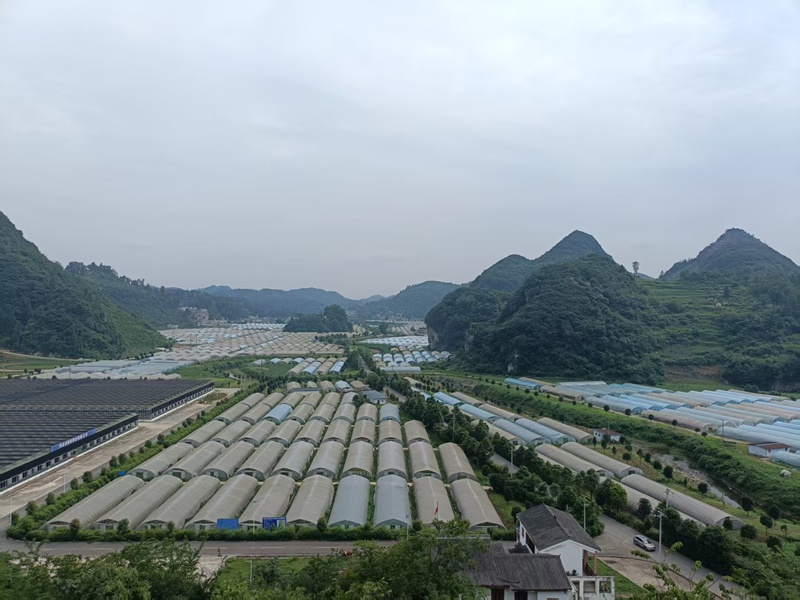 織金縣馬場鎮臺子社區入股的大陌產業園區。