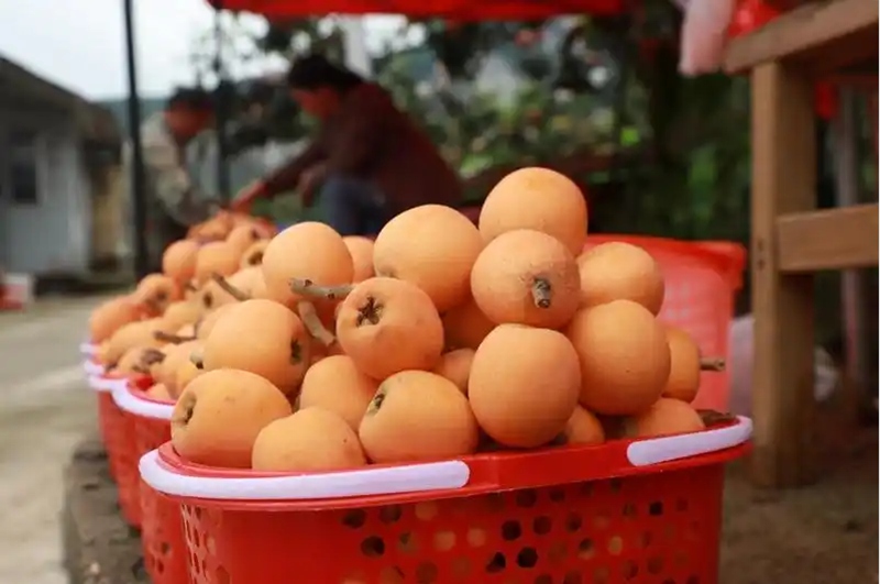 織金縣自強鄉山口村五星枇杷。