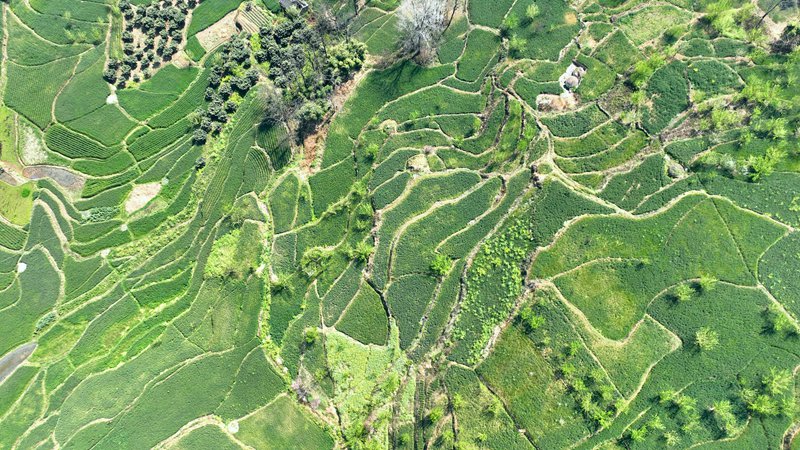 織金縣白泥鎮水營村小麥產業。