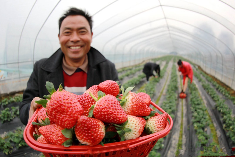 織金縣貓場鎮龍潭社區草莓采收。