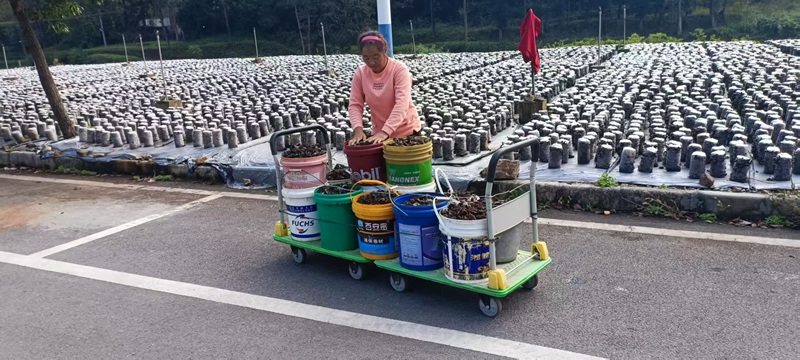 織金縣黑土鎮龍洞村務工群眾在木耳種植基地采收木耳。