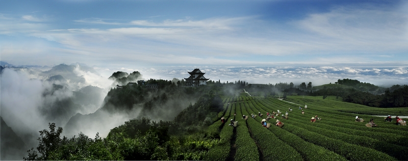 開陽縣禾豐鄉云山茶海。