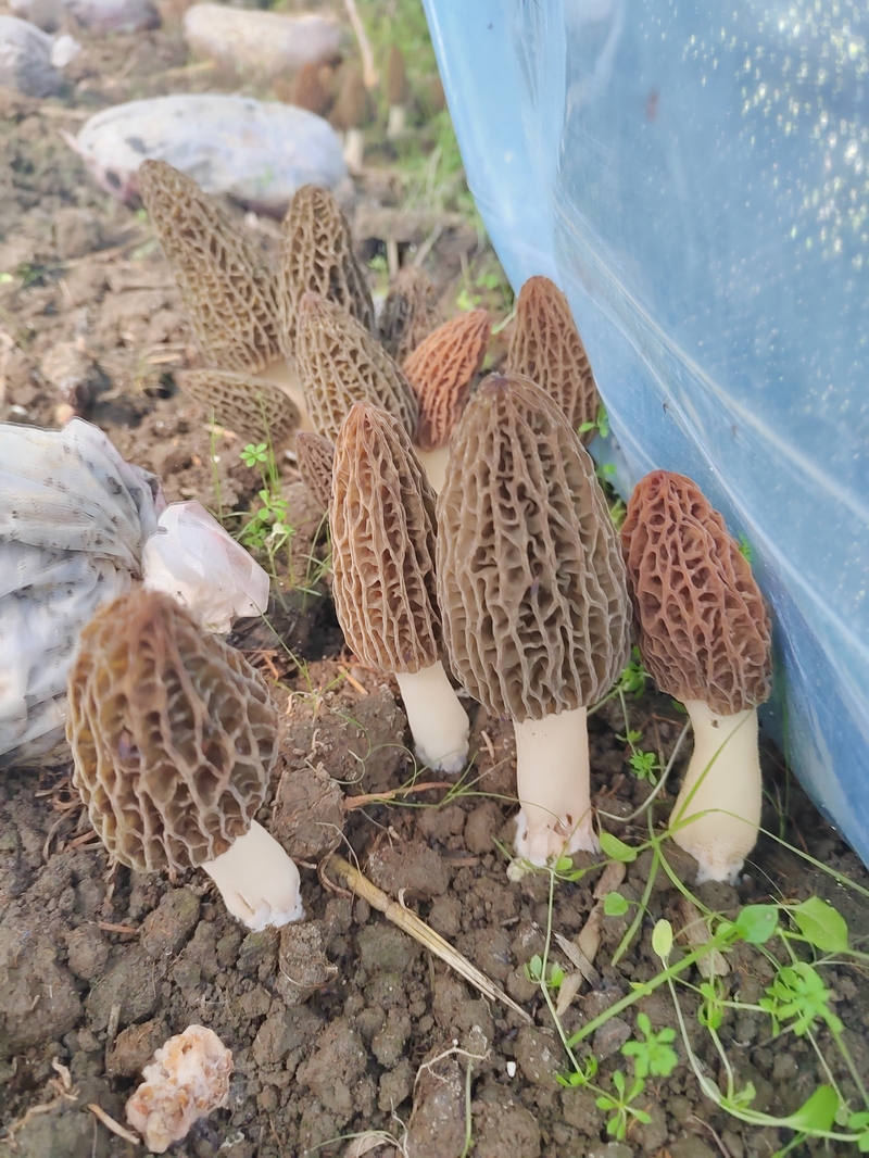 羊肚菌長勢喜人。