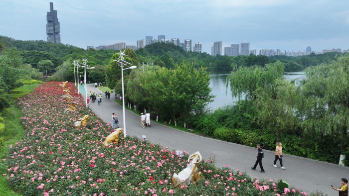 觀山湖的月季花開了。