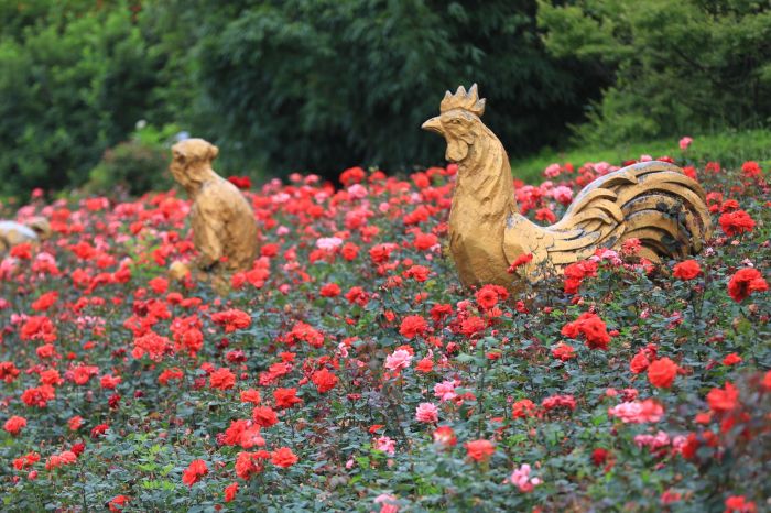 觀山湖的月季花開了。
