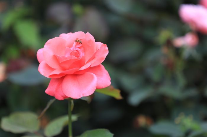 觀山湖的月季花開了。