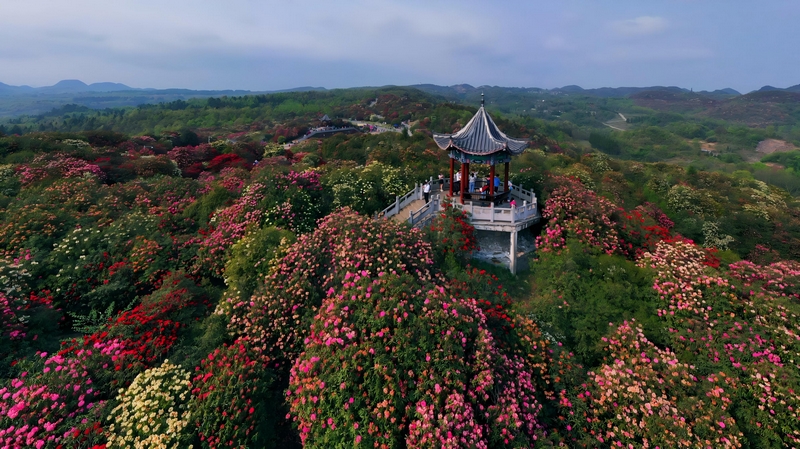 百里杜鵑風景名勝區。