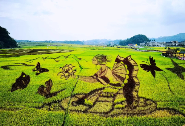 用不同顏色的水稻精心栽種而成的稻田畫蝴蝶媽媽，色彩斑斕、惟妙惟肖、美不勝收。熊洪全/攝