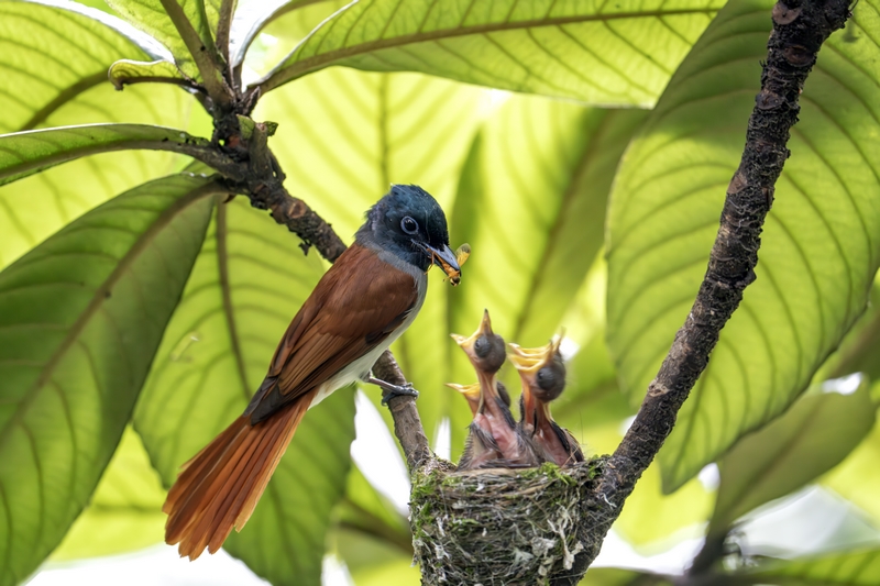 中南壽帶鳥。吳東憑攝