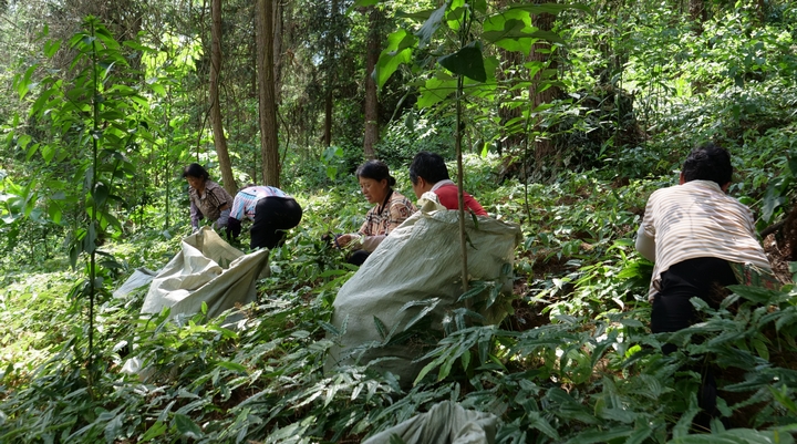 村民采收成熟的淫羊藿。