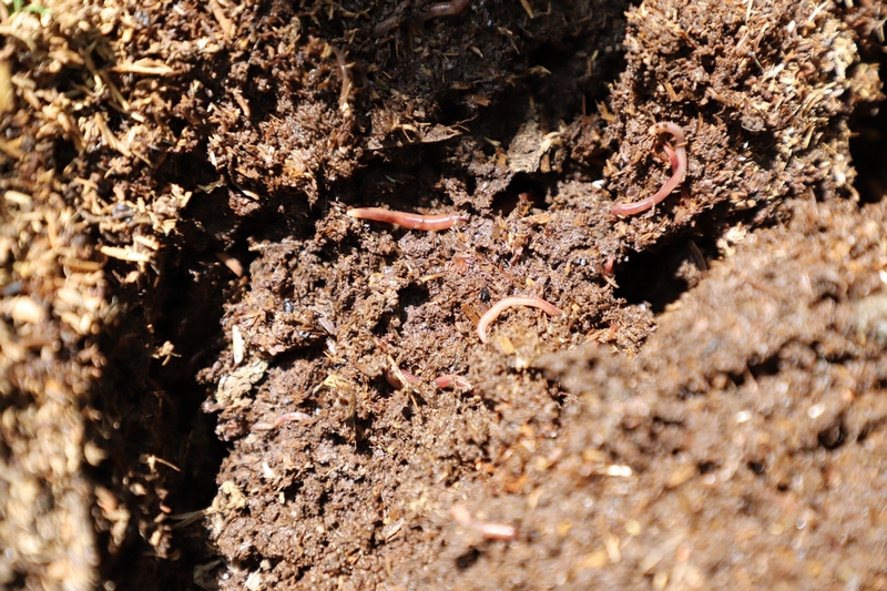 獼猴桃林下養蚯蚓 生態與發展雙贏。