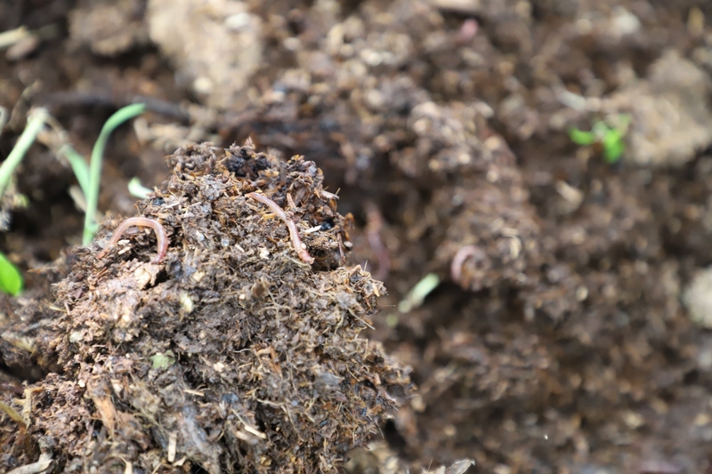 獼猴桃林下養蚯蚓 生態與發展雙贏。