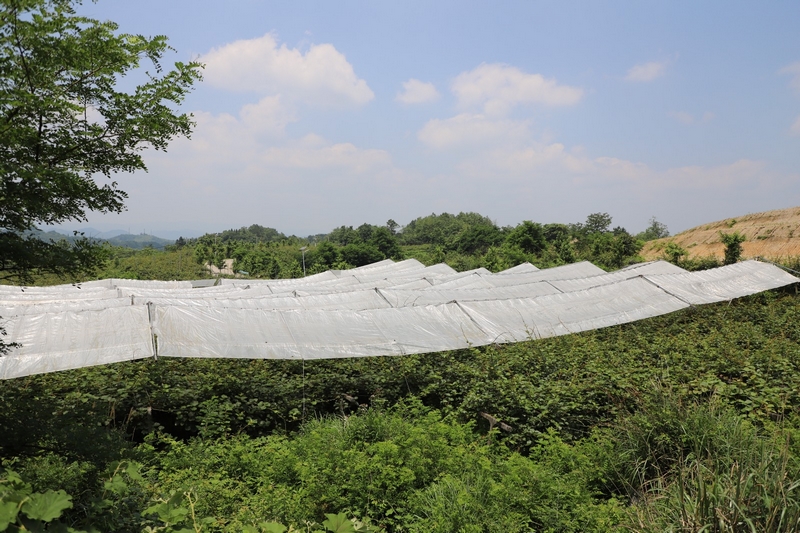 獼猴桃林下養蚯蚓 生態與發展雙贏。