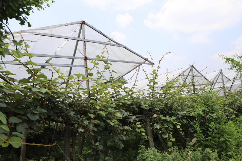 獼猴桃林下養蚯蚓 生態與發展雙贏。