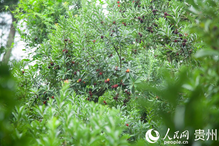 阿栗村楊梅進入采摘期。人民網 龍章榆攝