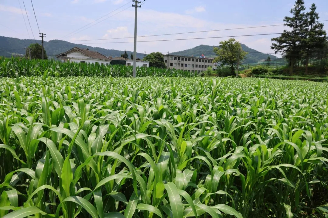 堰坪村高粱長勢良好.webp.jpg