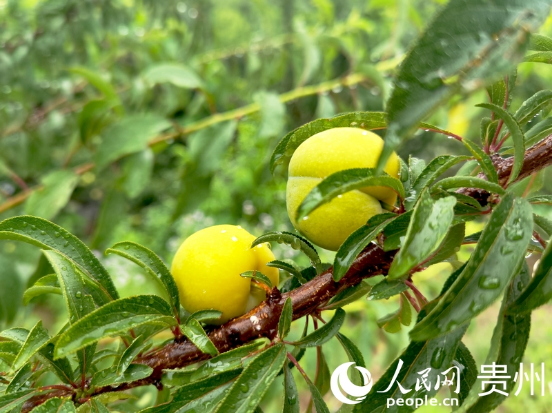 色澤金黃的蜂糖李。人民網記者 王秀芳攝