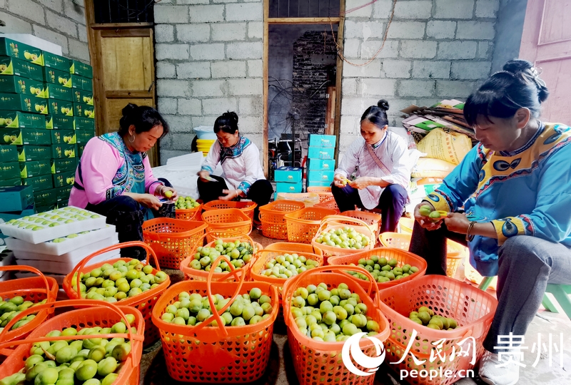 村民正在分選蜂糖李。人民網記者 王秀芳攝