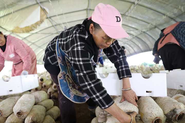 赫章縣草子坪村務工人員采收蘑菇。陳春志 攝1.JPG