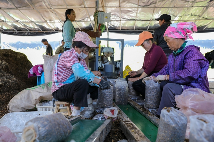 赫章縣草子坪村務工人員裝袋蘑菇菌棒。陳春志 攝.JPG